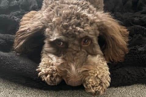 Three-year-old cockapoo Skye from Burgess Hill who has made a full recovery. Picture: Lee Rae-Byford.