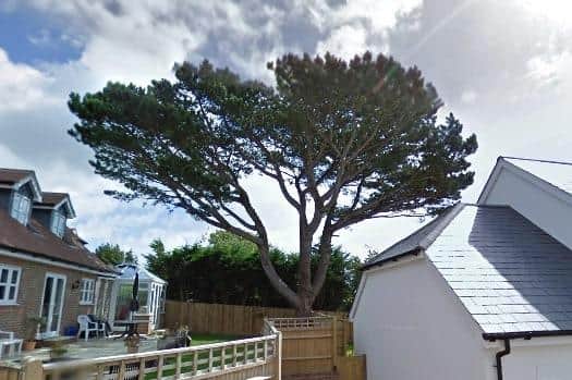 The Austrian pine tree in question, Google maps