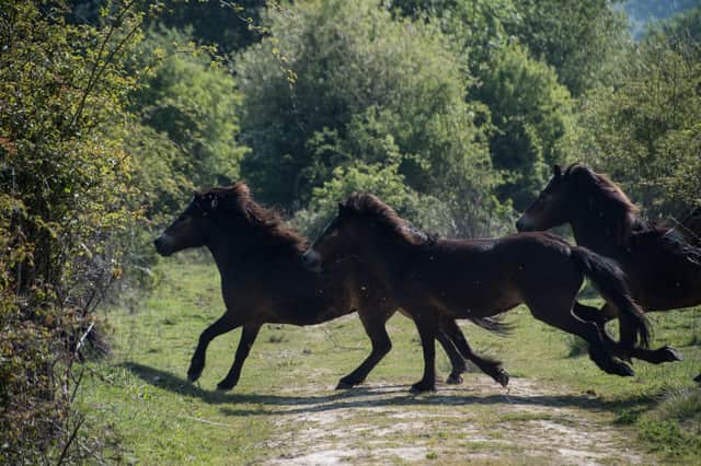 Exmoor ponies on the Knepp Estate. Picture courtesy of Knepp
