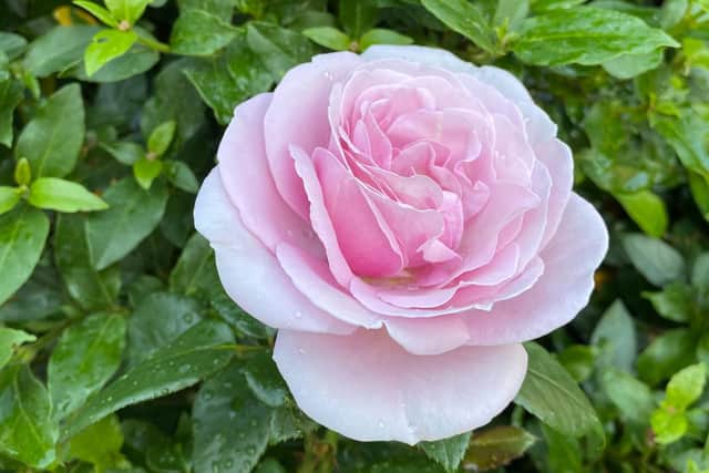 National family-owned garden centre group Notcutts is inviting customers to name an exclusive new rose as part of its 125th anniversary celebrations, which embodies the theme of ‘looking forward’. Picture courtesy of Notcutts Limited