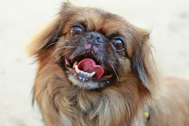 Maxx, a playful pekingese at Dogs Trust Shoreham, is looking for a home.