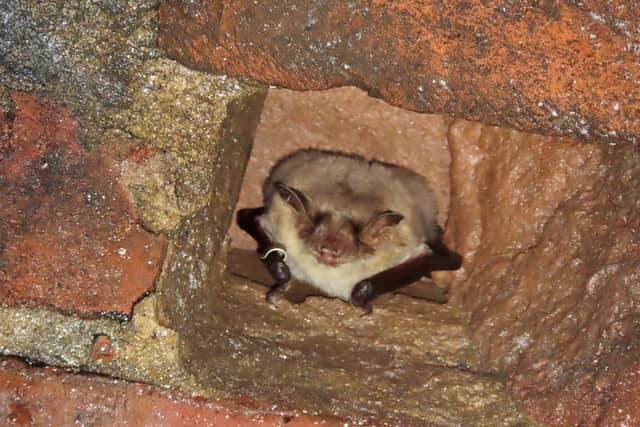 Greater mouse-eared bat