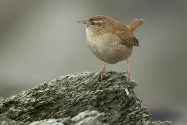 Wren, perched on an old tree stump SUS-220128-094110001