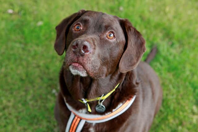 Benji at Dogs Trust Shoreham