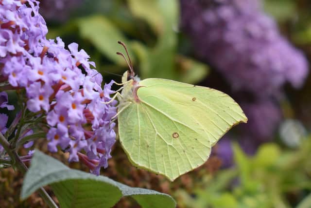 A brimstone butterfly on buddleia. Picture: S Savage