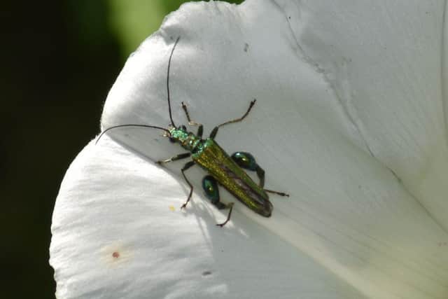 A thick kneed flower beetle. Picture: S Savage