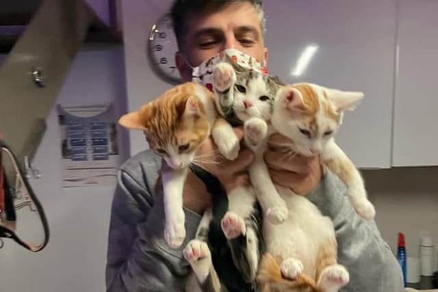 Kittens at the vet