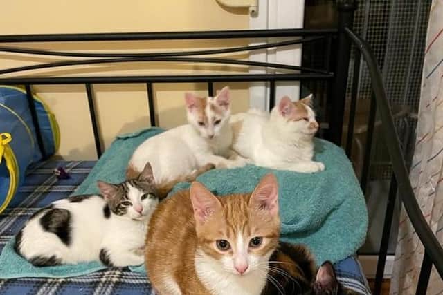 Kittens after they've been rescued