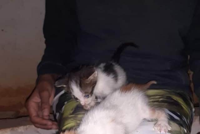 The kittens before they got rescued
