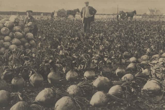 Mangels grown on Home Farm, Goodwood, 1924