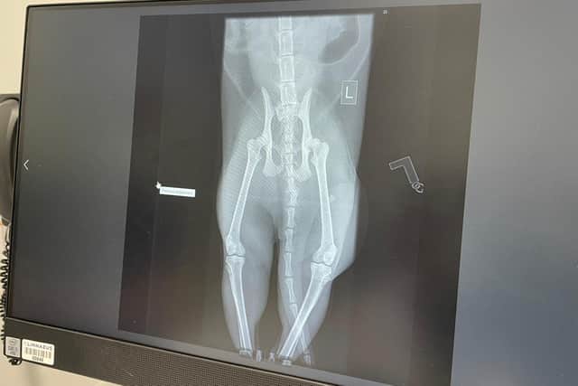 The x-ray scans show Sebastian's  broken spine, fractured hip and laceration to his tail