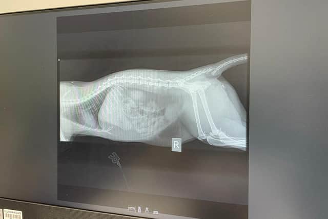 The x-ray scans show Sebastian's  broken spine, fractured hip and laceration to his tail