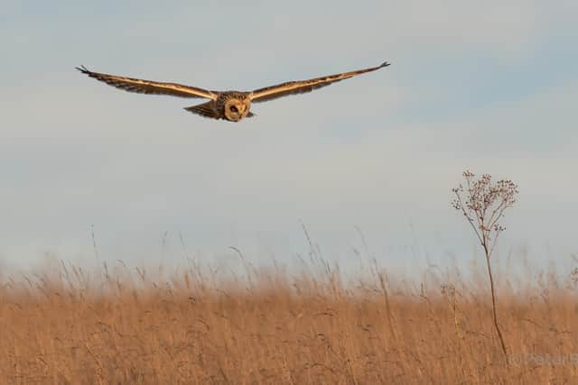 Peter Brooks captures this photograph of one of the owls in flight over the country park