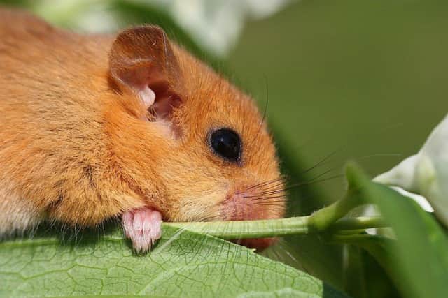 It is feared dormice could have been killed or injured