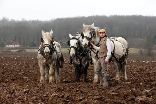 Andy Robinson with the Weald and Downland Living Museum's three Percheron horses, Ollie, Leon and Kash. Photo by Sam Stephenson