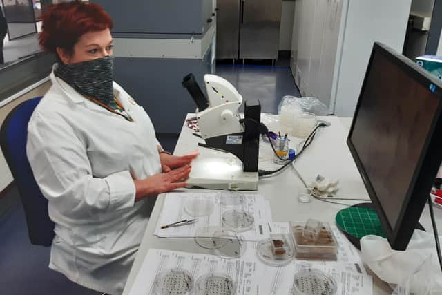 Germination specialist Rachael Davies. Picture: Lawrence Smith.