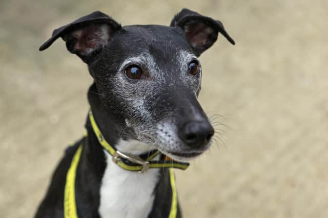 Sully, a lurcher at Dogs Trust Shoreham, is looking for a home.