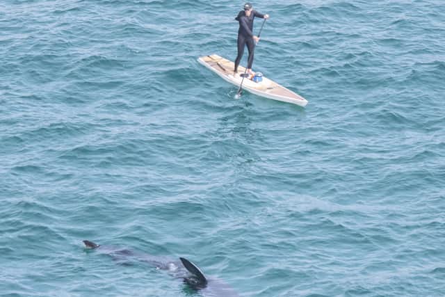 Basking shark with paddle boarder by Michael Amos SUS-220802-093857001