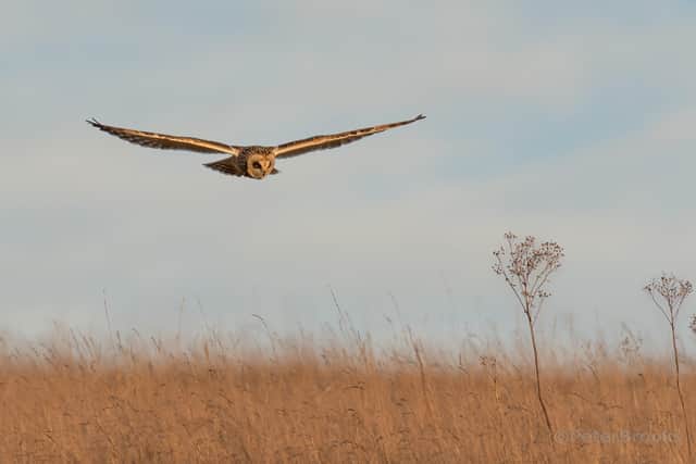 Seven Sisters Country Park’s newest visitor, a short eared owl, has delighted birdwatchers and walkers with its aerial acrobatics as it hunts for food. Picture by Peter Brooks. SUS-220802-100912001