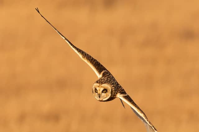 Seven Sisters Country Park’s newest visitor, a short eared owl, has delighted birdwatchers and walkers with its aerial acrobatics as it hunts for food. Picture by Peter Brooks. SUS-220802-100933001