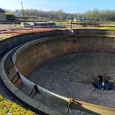 The black and white nocturnal animal fell over 10ft down into the bottom of a, luckily empty, circular concrete treatment tank at Southern Water’s treatment works on Monday (February 7).