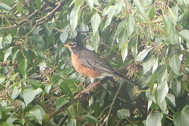 The American robin in Eastbourne. Picture from Dan Rouse SUS-220902-113407001