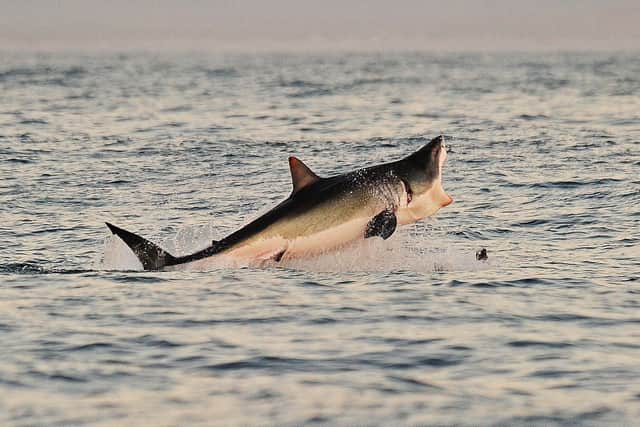 A Great White shark pictured in South Africa (Photo: CARL DE SOUZA/AFP via Getty Images)