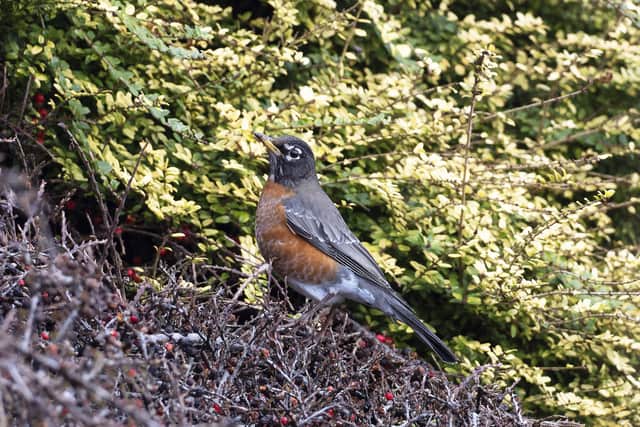 The American robin in Eastbourne. Picture from Roger Charlwood SUS-221002-090622001