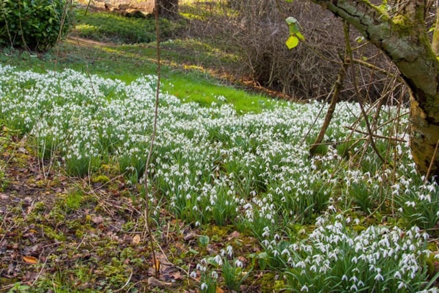 February 13 and 20. Visit the Wild Gardens at Rockingham Castle to see their beautiful display of snowdrops. Children can follow the snowdrops and venture down the Wentworth Explorer Trail before enjoying refreshments at the Roaming Giraffe pop up cafe. Tickets for adults cost £6 and tickets for children are £3. Under threes go free.