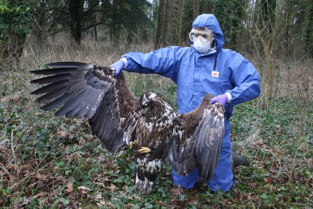 One of the white-tailed eagles. Picture from Dorset Police SUS-221102-152702001