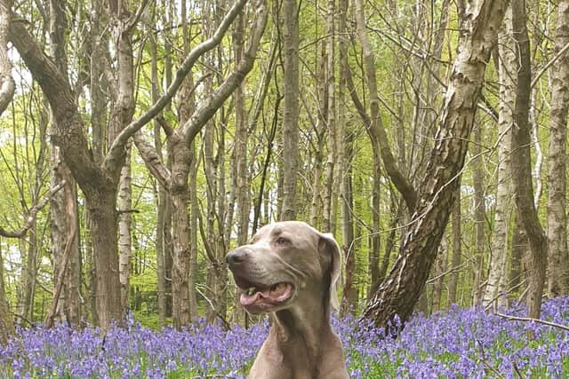 Rosie the dog SUS-220214-105711001