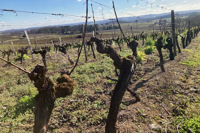 Vines in Monbazillac pruned by Guyot Double technique