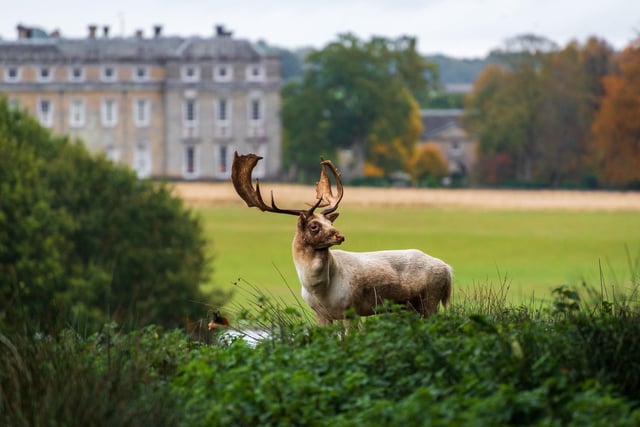 The National Trust is running an Easter Adventures in Nature trail at Petworth House from April 9 to 24. Collect your activity sheet from the shepherd’s hut, then set off among the spring blossom. Measure how tall you are compared to a fallow deer, fly like a bird into a giant bird’s nest, find the mouse in its woodland house scene and add crochet blossom to a tree at the end of the trail. Normal admission plus £3 per trail, includes a chocolate Rainforest Alliance Easter egg.