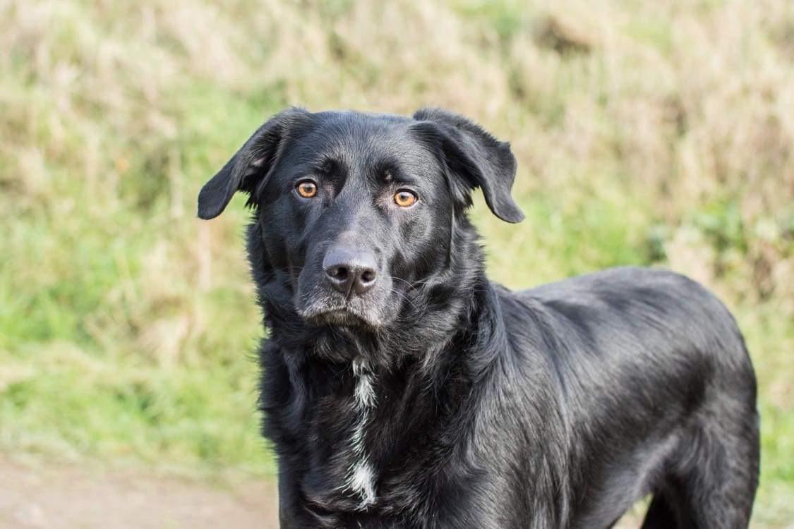 There are a number of dogs in need of a forever home this week.