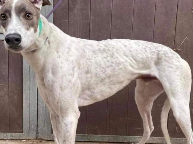 Apollo is a handsome two-year-old retired racing greyhound. He is a very affectionate chap who could live with another medium/large sized dog but not cats and small furries. He has never lived in a home so a patient family with sensible children over the age of 10 would be perfect.