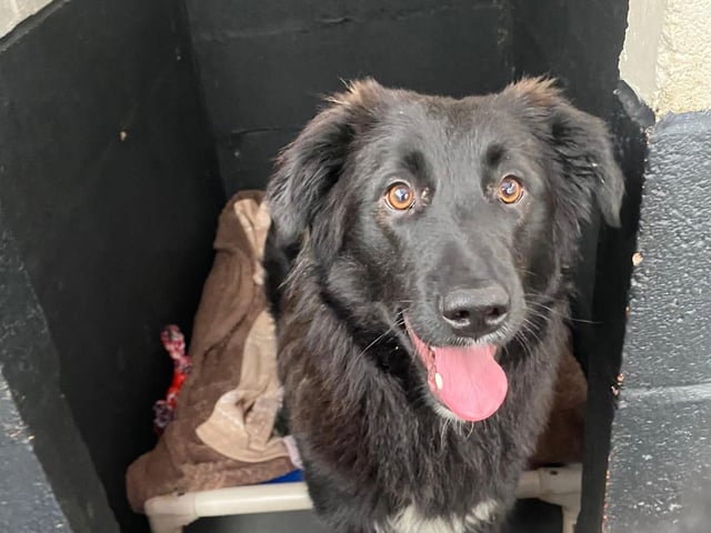 Ellie is only seven months old but had a terrible start to life, being rescued from the streets of Romania. She would love a dog-savvy home with a secure garden and sensible older children.