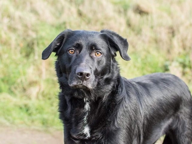 Roscoe is about two-years-old. He was found as a stray so sadly has no history. He can be quite timid when he first meets new people but given a little time and reward he soon warms to people. He has not much in the way of training so he needs a home committed in giving him the input he requires. He is strong on the lead at the moment but he is very eager to learn and please. As Roscoe has had minimal socialisation, he would be better suited to a pet free home. Although he does appear dog friendly out on a walk, he has no boundaries and can quickly become "over the top". And for these same reasons, a home with older, dog-savvy children would be ideal.
