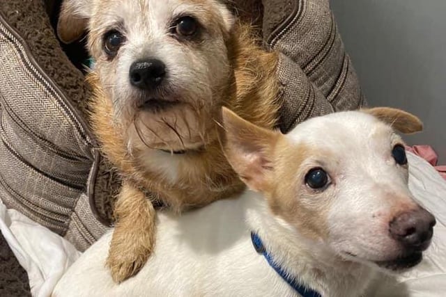 Mollie and Charlie arrived with us this week as, sadly, their family can no longer care for them. They are 10 and 12 years old and are looking for a cat-free home together. They love people, are still active, and enjoy long walks.