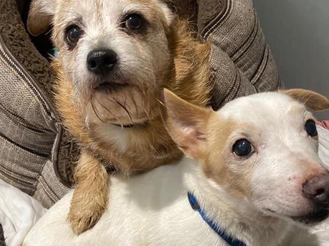 Mollie and Charlie arrived with us this week as, sadly, their family can no longer care for them. They are 10 and 12 years old and are looking for a cat-free home together. They love people, are still active, and enjoy long walks.