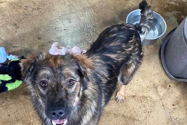 Jules is a shy seven-month-old crossbreed girl who would love a home with another dog to play with her. A dog-savvy home with a secure garden and sensible older children is essential.
