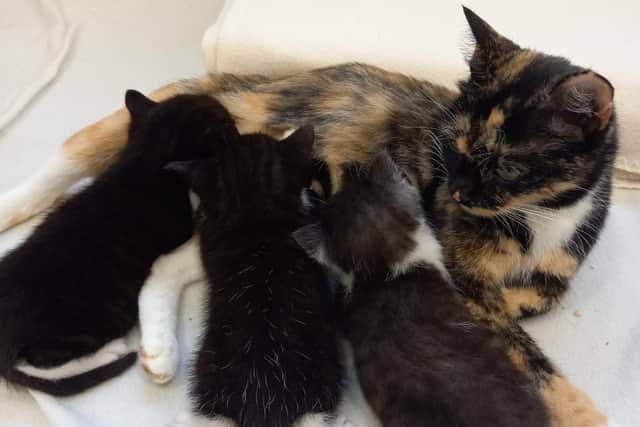 Michelle with her kittens.