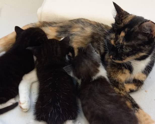 Michelle with her kittens.