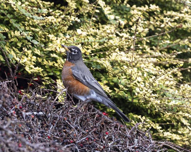 The American robin in Eastbourne. Picture from Roger Charlwood SUS-221002-090622001