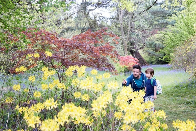 The National Trust is running an Easter Adventures in Nature trail at Sheffield Park and Garden from April 2 to 24. Find and complete 10 nature-inspired activities in the vibrant spring flora and fauna around and shimmering lakes. Normal admission plus £3 per trail, includes a chocolate Rainforest Alliance Easter egg.