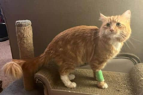 Ali Moraes says her ginger cat Sol was hospitalised with a fever and has been diagnosed with a severe case of Haemoplasma, a rare but treatable illness