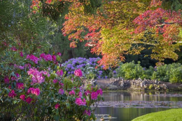 Rhododendrons at Sheffield Park -_National Trust