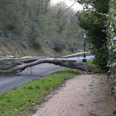 A number of trees in Eastbourne have been damaged in the winds from Storm Eunice. Picture by Alan Frazer. SUS-220218-155642001