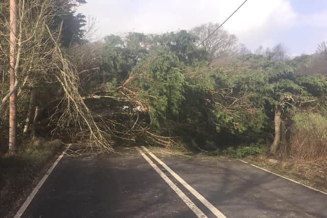 The fallen tree on the A21 in Sedlescombe. Picture by Aubrey Renno SUS-220218-171002001