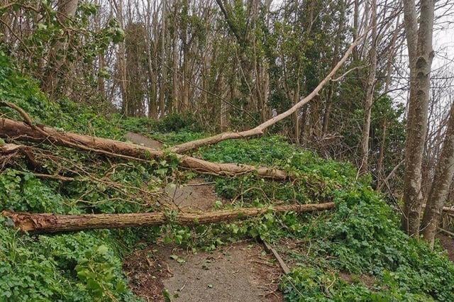 Fallen trees blocking a path on Love Lane, above Hastings Old Town SUS-220220-153346001