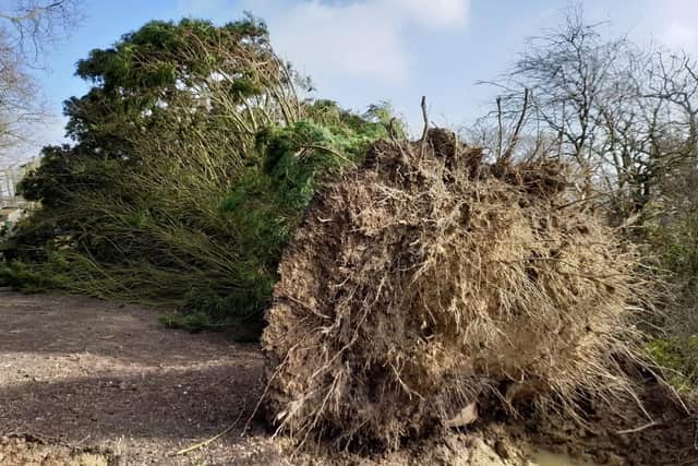 Raystede confirmed a 'considerable' number of trees had fallen since Friday and many others seriously weakened.